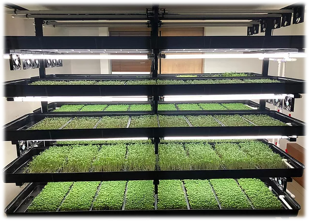 microgreens